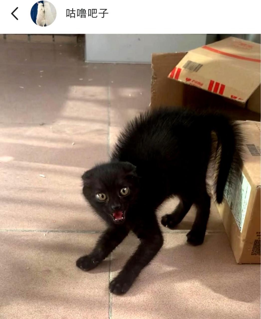 四个月的时间,我的猫咪已经从一只爱炸毛的小家伙变成了一只乖巧听话