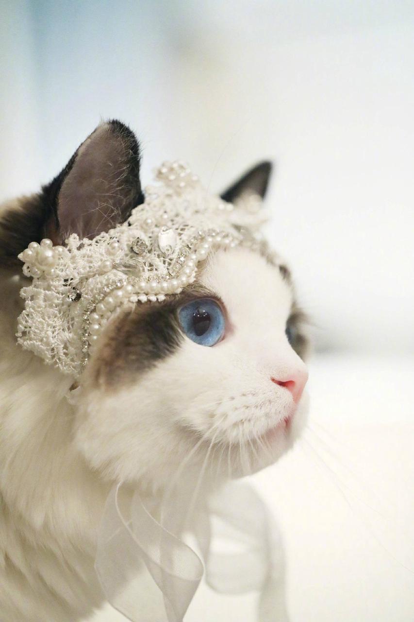 谁能拒绝一只水汪汪蓝眼睛的布偶猫呀,看见妞妞的第一眼,就觉得它一定