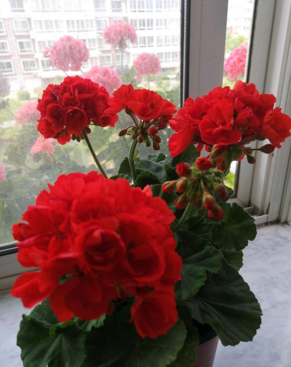 阳台还有位置,建议养盆天竺葵"肯尼"