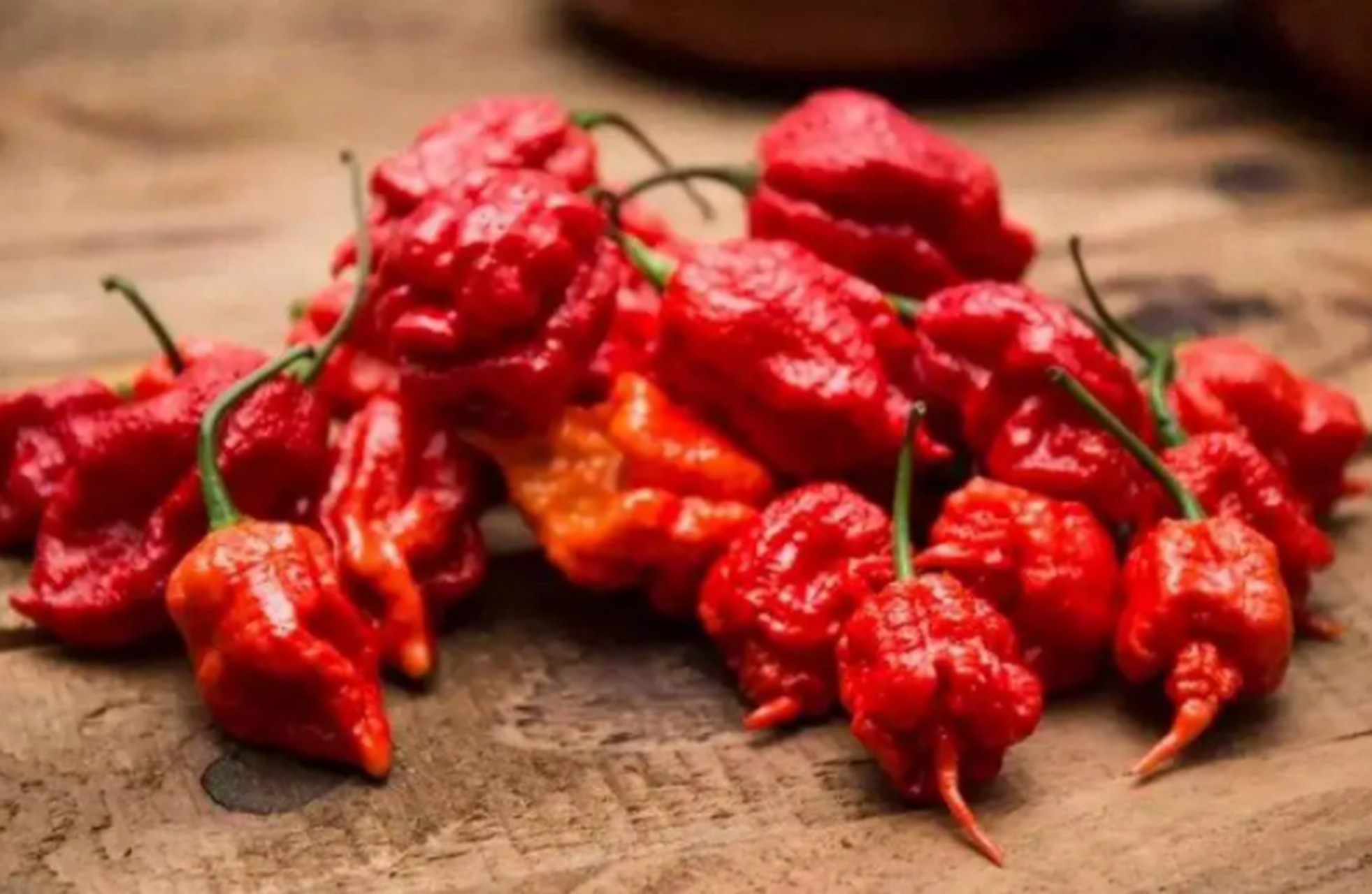 卡罗莱纳死神辣椒也称为"死神辣椒",是当前世界上最辣的辣椒品种之