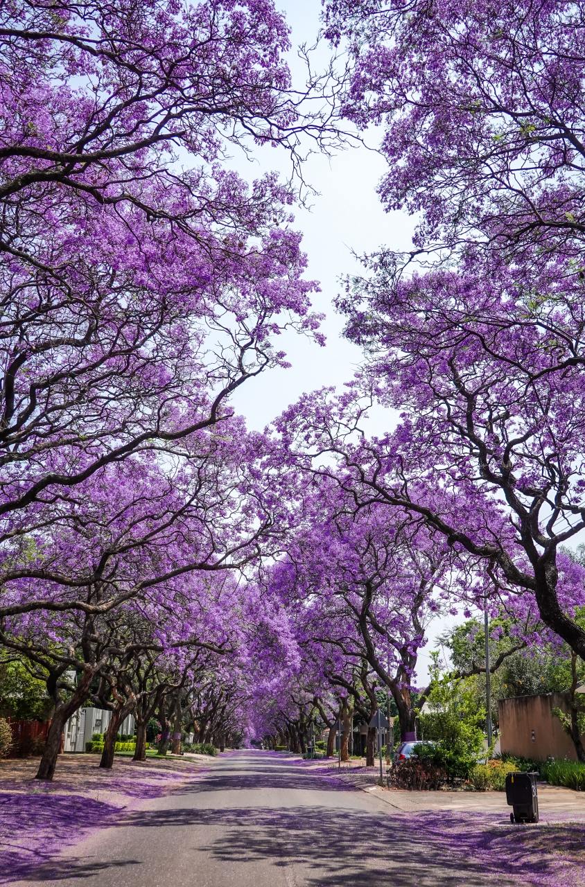 各种开花树图片和名称图片