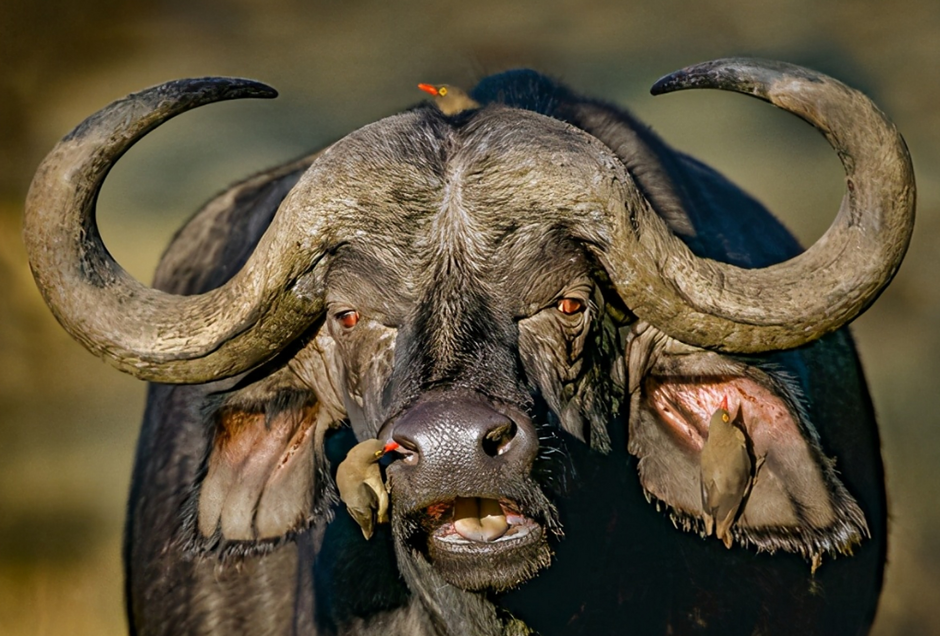 地球上最凶猛的动物 野牛(非洲水牛当代表)非洲水牛也称非洲野牛,是非