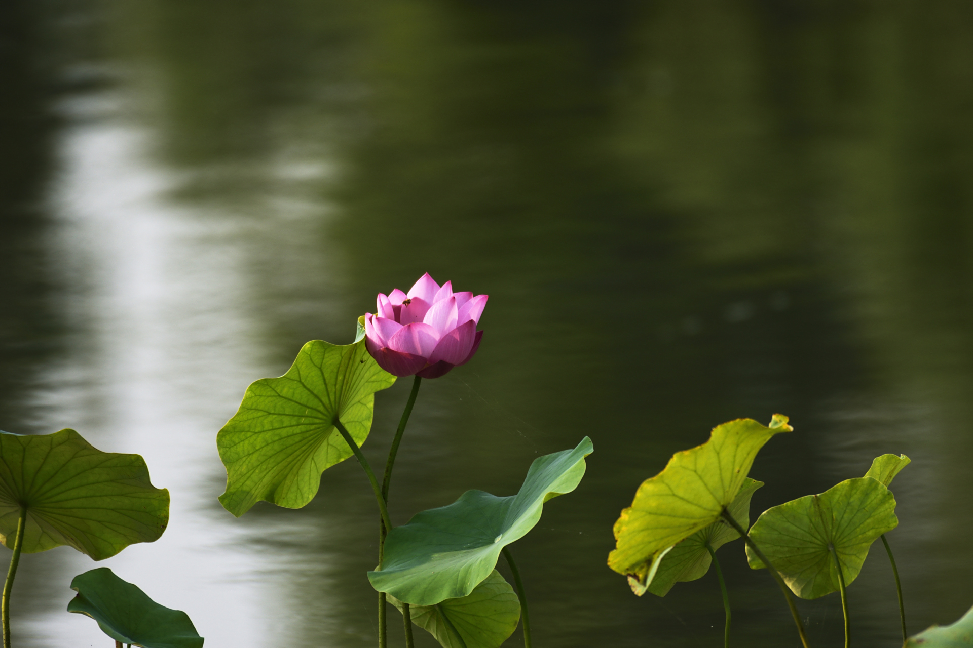 爱莲说# 夏至荷花盛开的时节,北宋理学家周敦颐的《爱莲说》"出淤泥