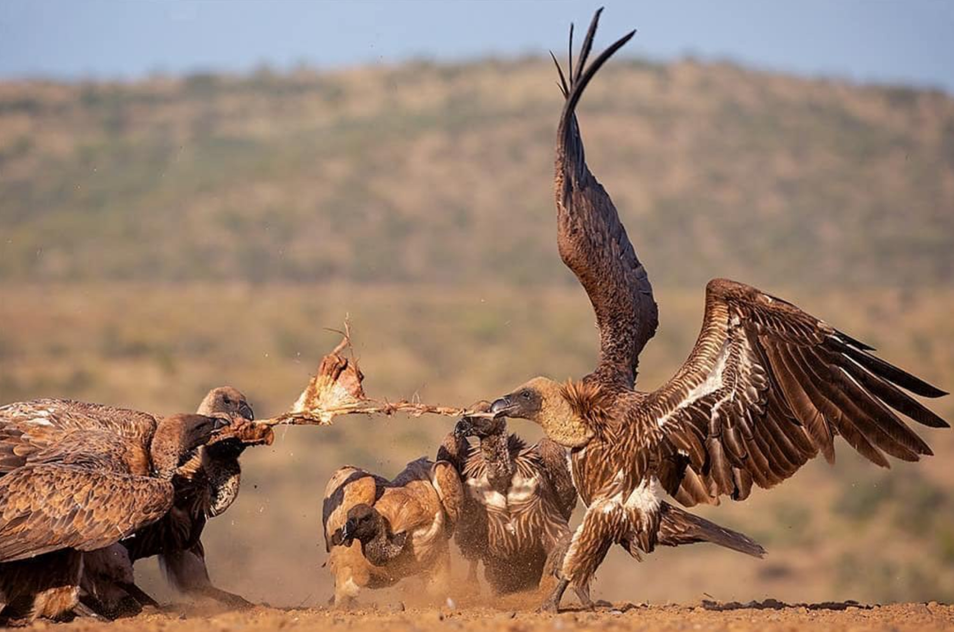 记录大自然的动物世界# 两只秃鹫正在争夺一块食物,它们之间的竞争和