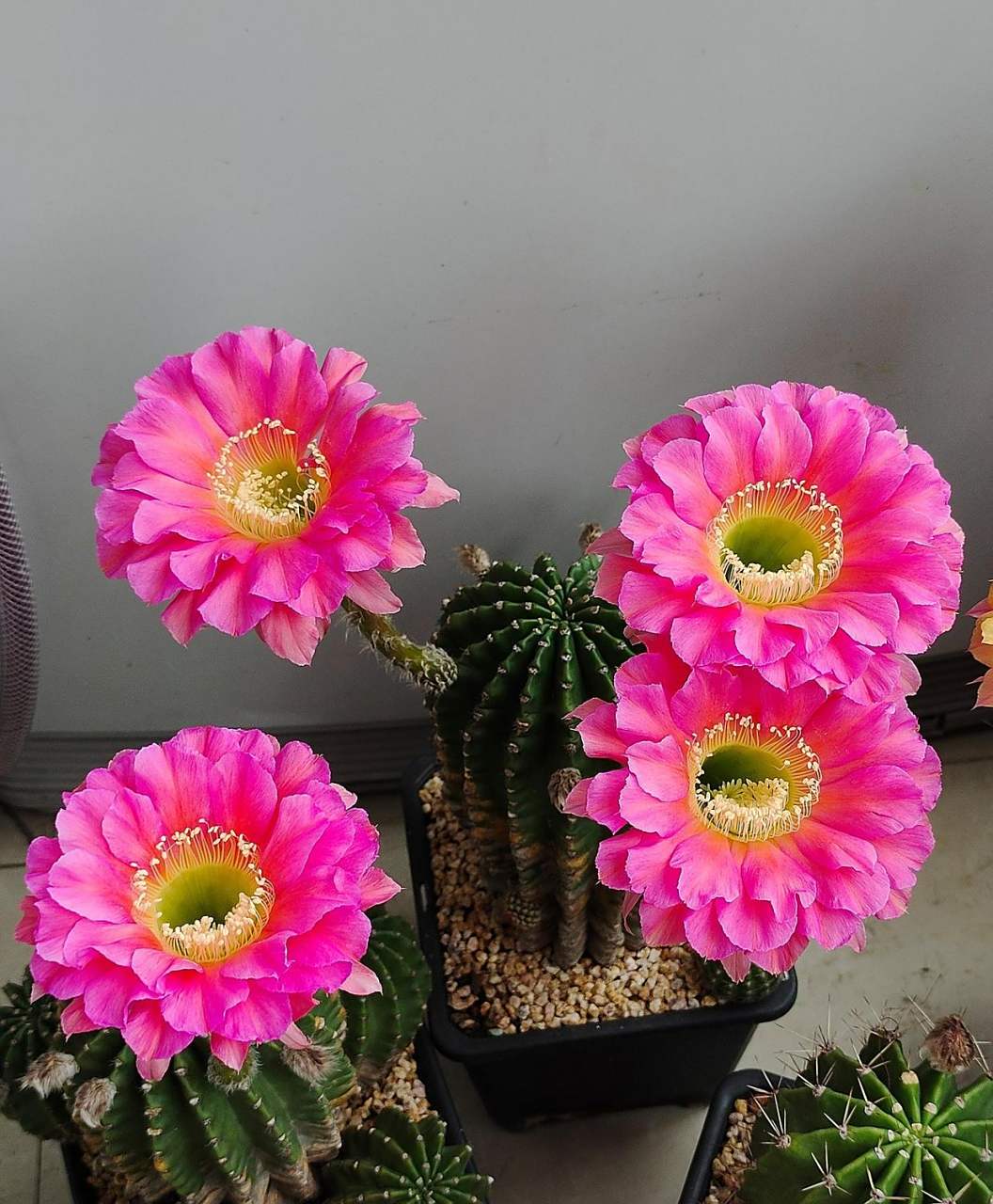 有种很会开花的仙人球,名叫"浓桃筋",属于彩色草球,球体幼时呈圆球形