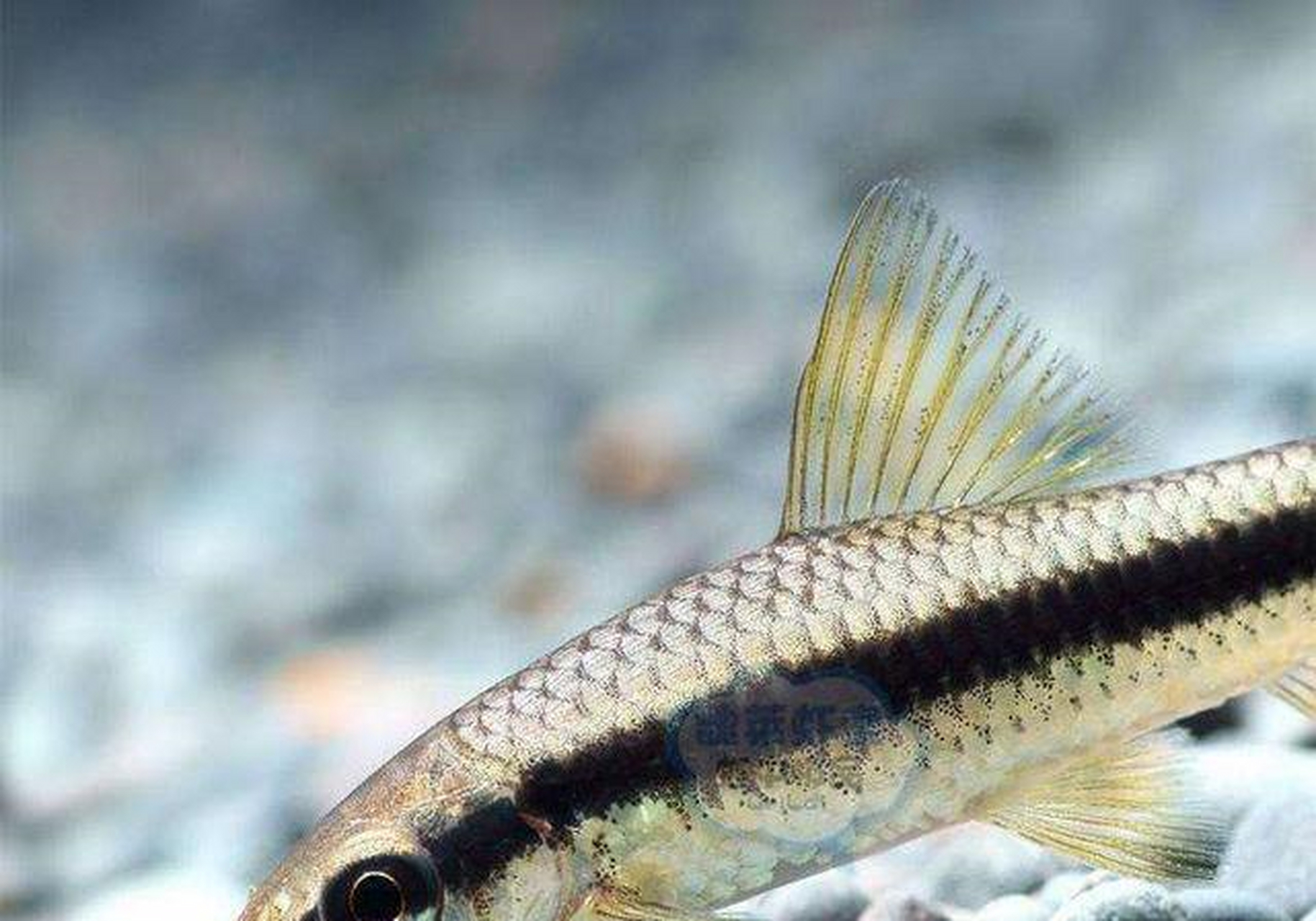 不过要注意的是,小精灵鱼为纯素食性的鱼,当水族箱内没有藻类时很容易