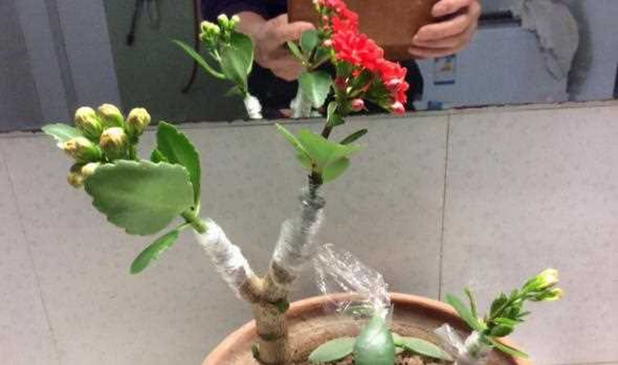 冬天给玉树砍一刀,插上长寿花,一树开出多色花,太惊艳!