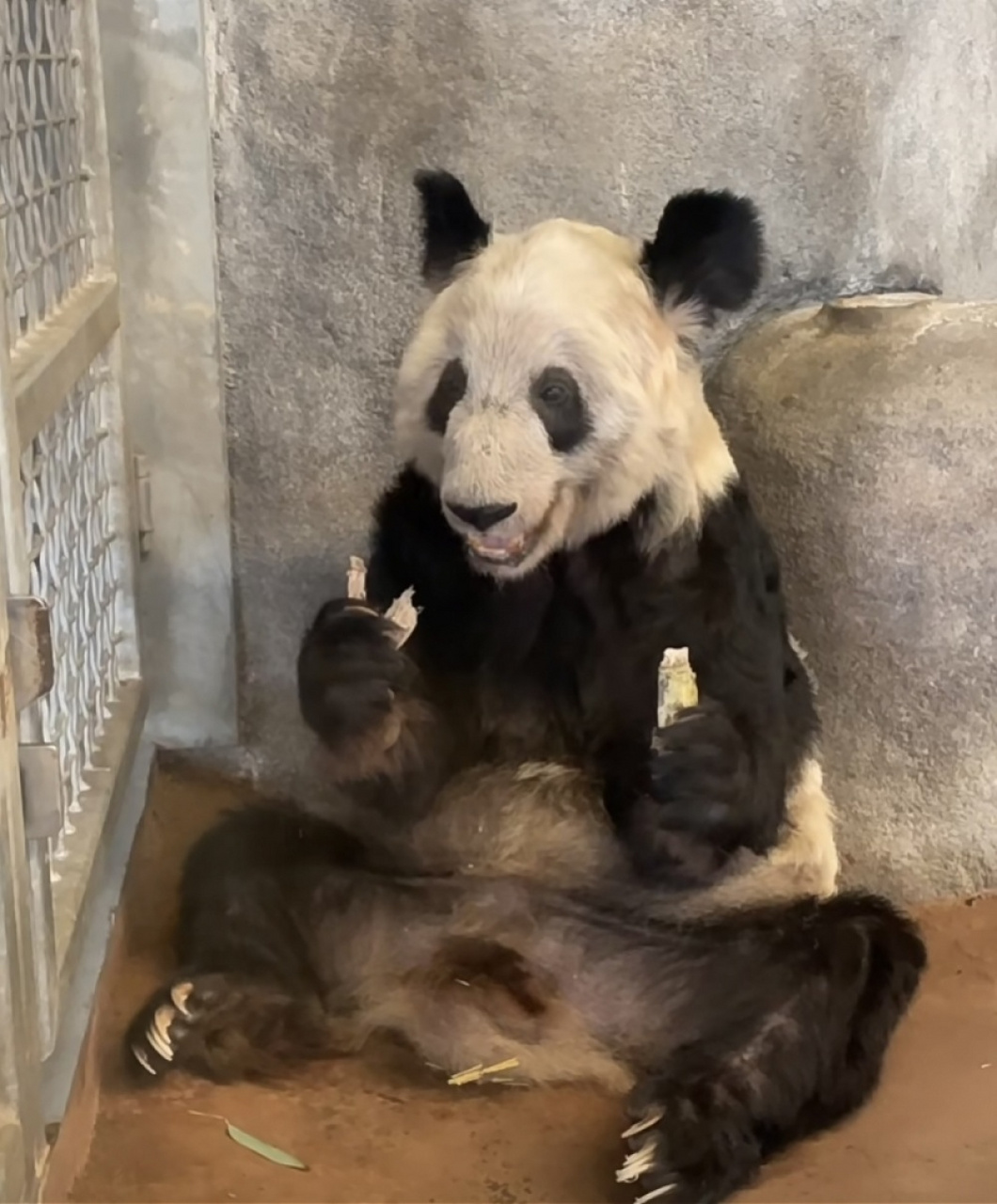 美国孟菲斯动物园发消息称,将于当地时间4月8日为大熊猫丫丫举行告别