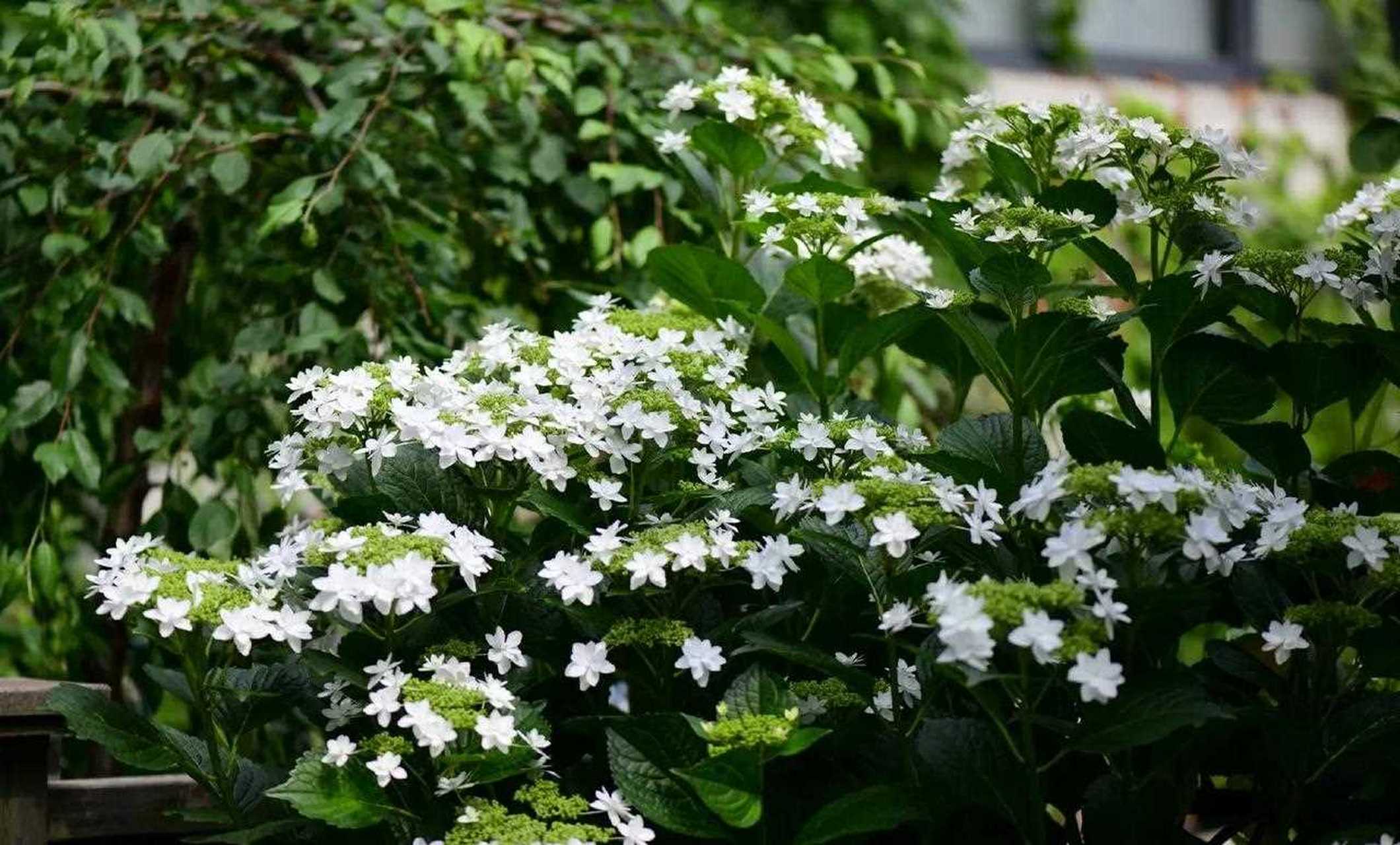 绣球白色天使,平顶款,中间的小花还没开的时候是绿色的,之后也会打开