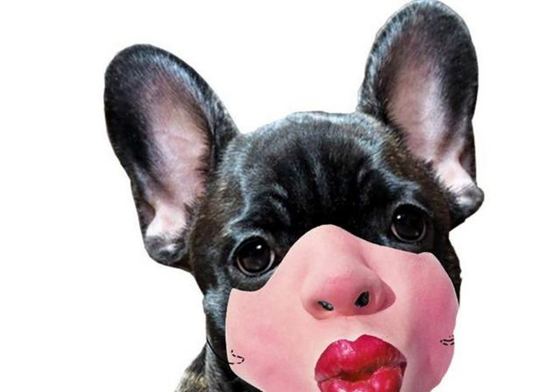 外国网友在亚马逊网店购买一些由乳胶制成的狗嘴套,这些嘴套很有特色