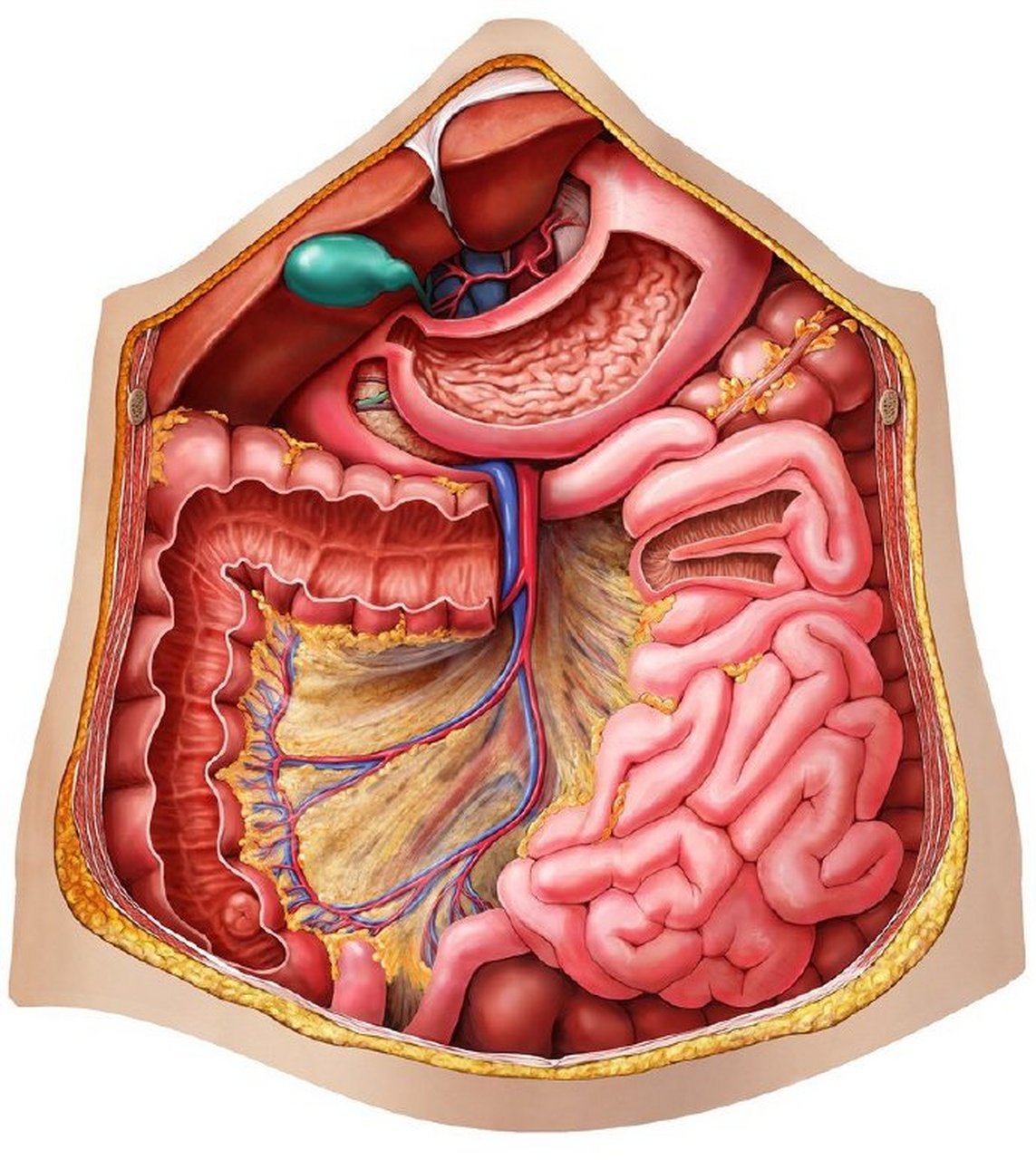 肚子里有哪些"零碎"? 67676767