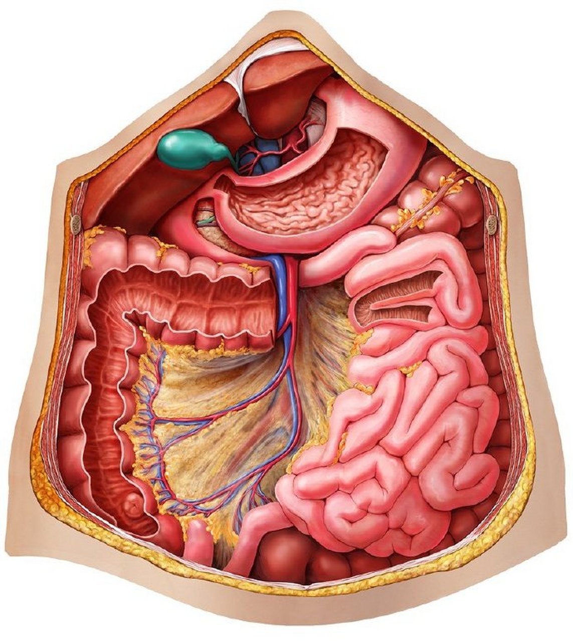 腹部解剖图高清图片