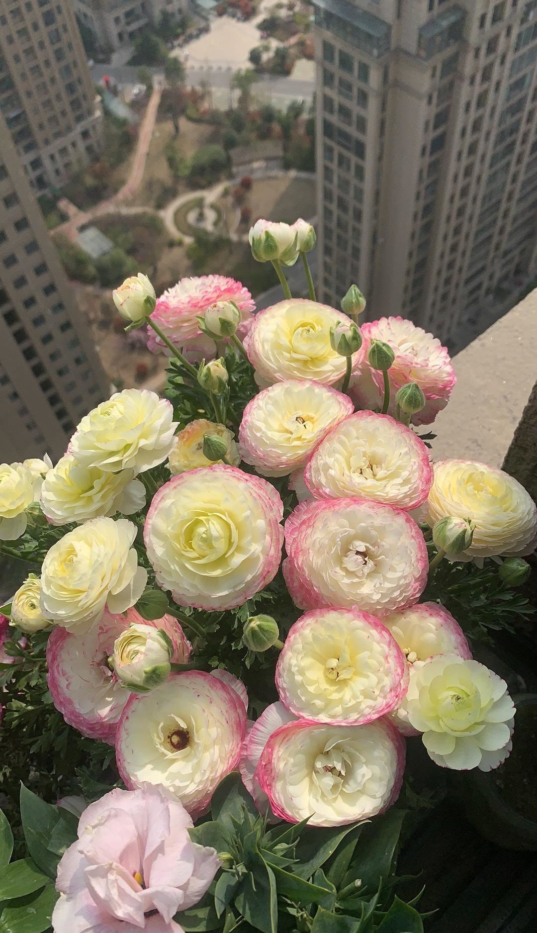 冬季和早春,养花就选"花毛茛",别名洋牡丹,球根植物,典型的冬种型,一