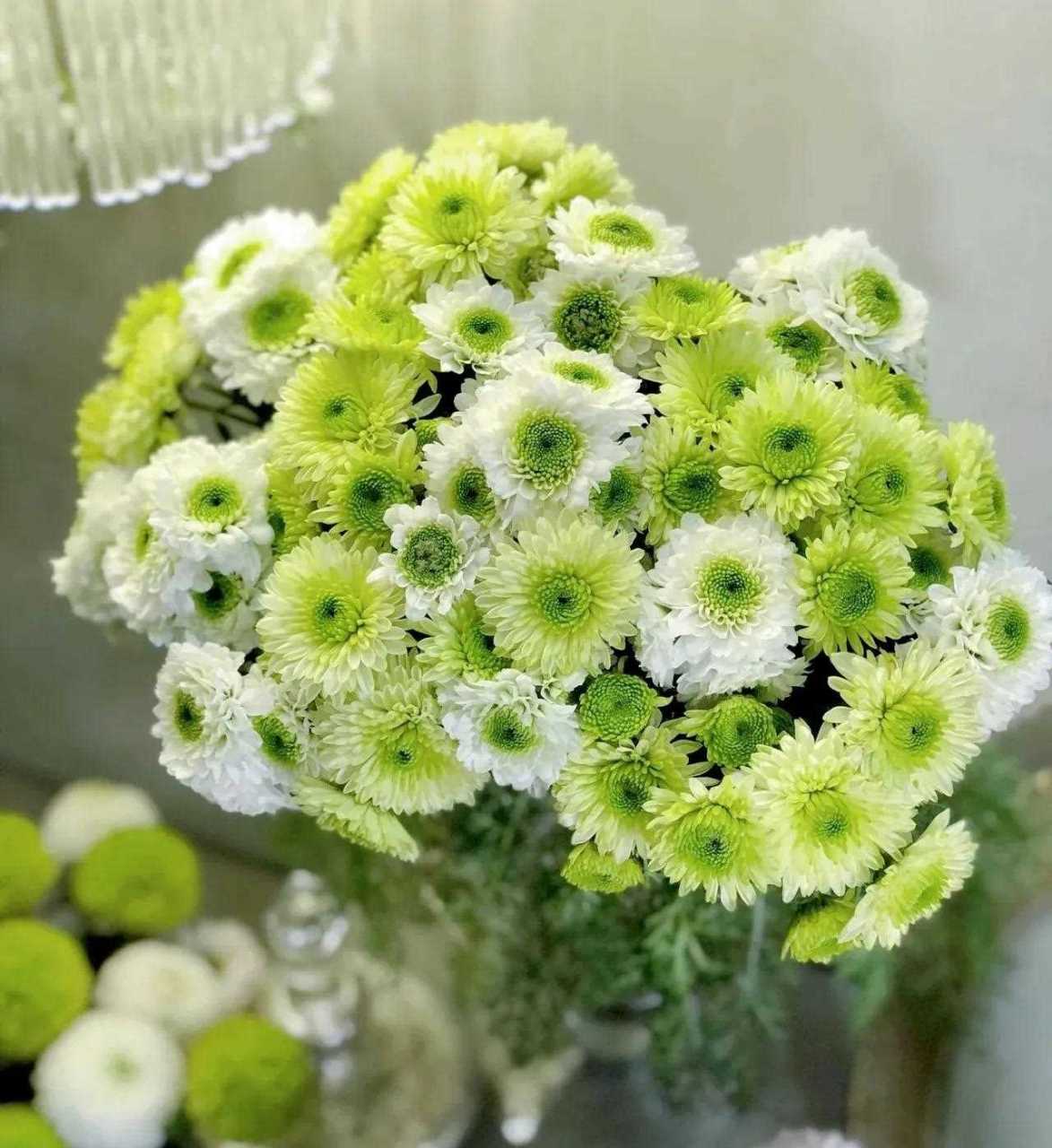 白色配绿色,清新淡雅,无法抵御的美.[ok]