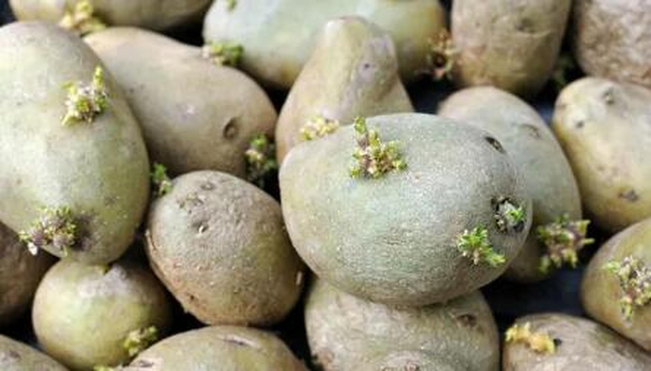 发芽后,土豆芽眼,芽根和变绿,溃烂的地方,龙葵素的含量剧增