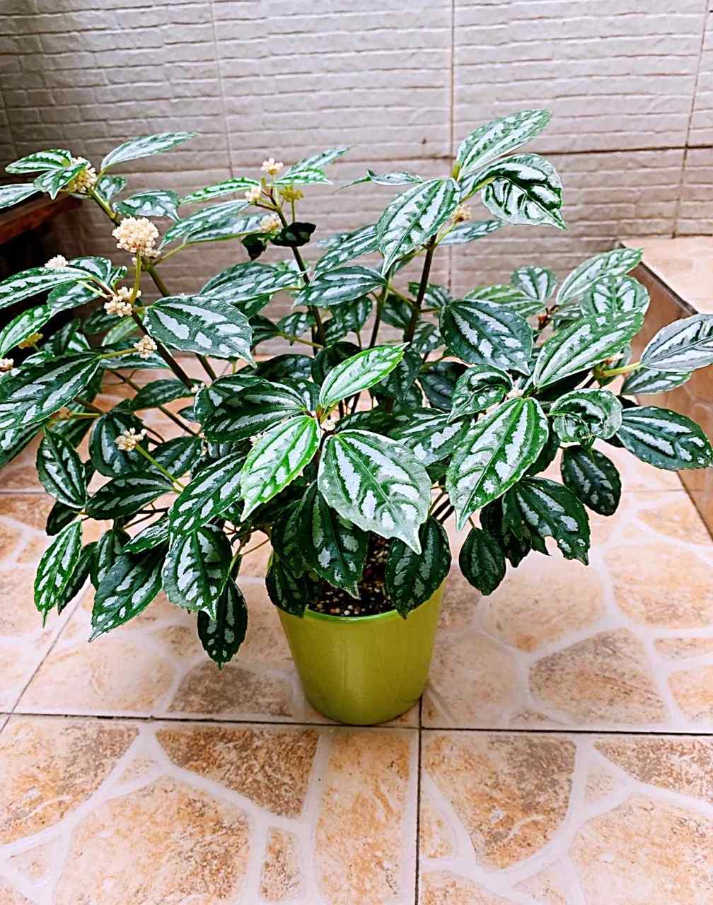 冷水花喜欢在温暖湿润的环境中生长,适宜15-25度,冬季不低于5度.