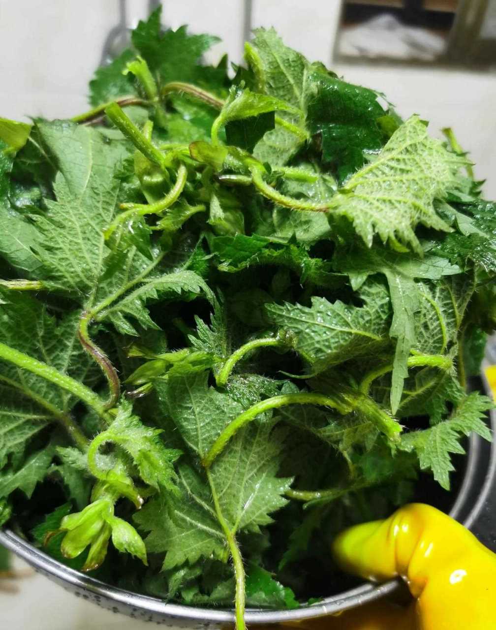 就是吃野菜的季节,这种叫赖活麻的东西,很多人不知道能吃,也不敢吃