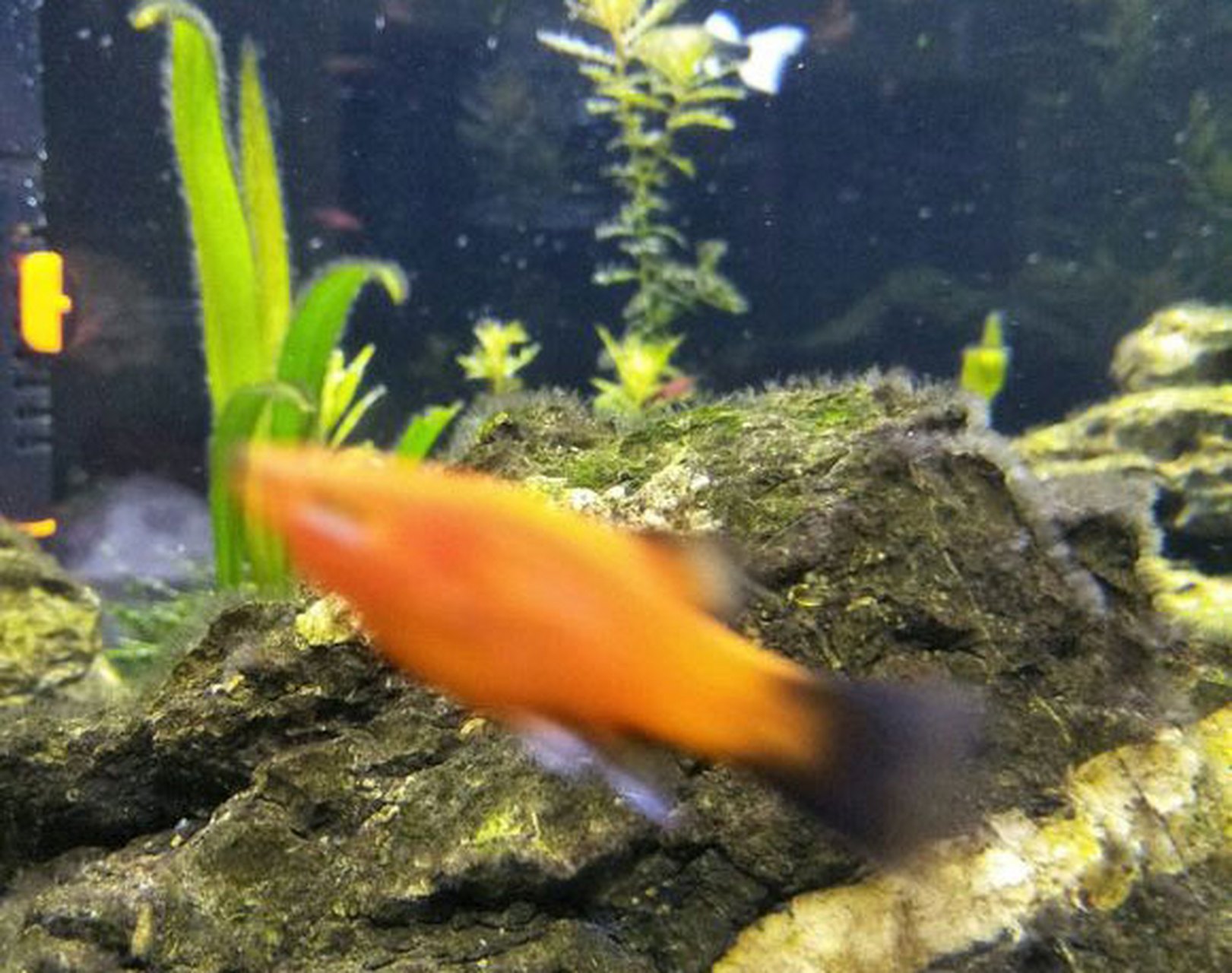 每日打卡# [鲜花]只需是新人,玩草缸黑毛藻基础都能碰到,重点是还很