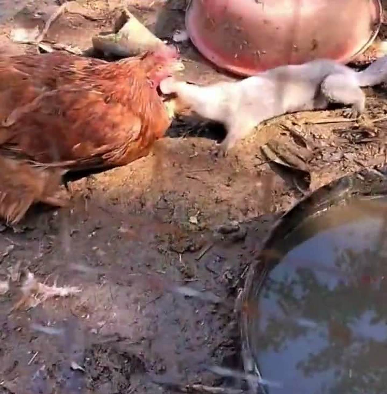 我看到黄鼠狼咬我的鸡,我可以打它吗?[大哈]