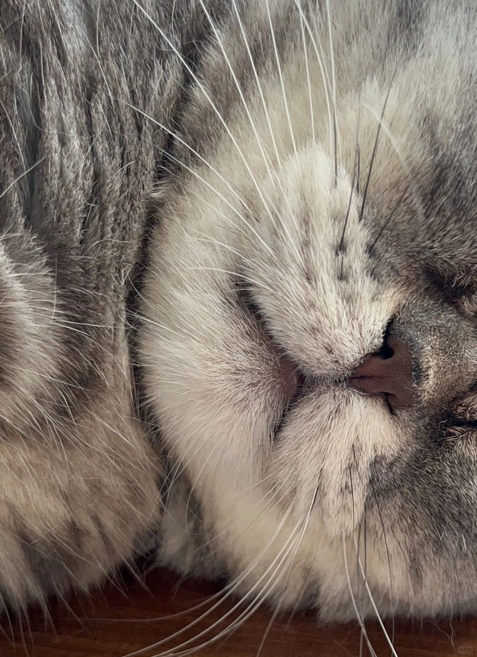 听老人说猫会吸走人的阳气,真的吗?  快把你们的猫发我帮你们检查检查