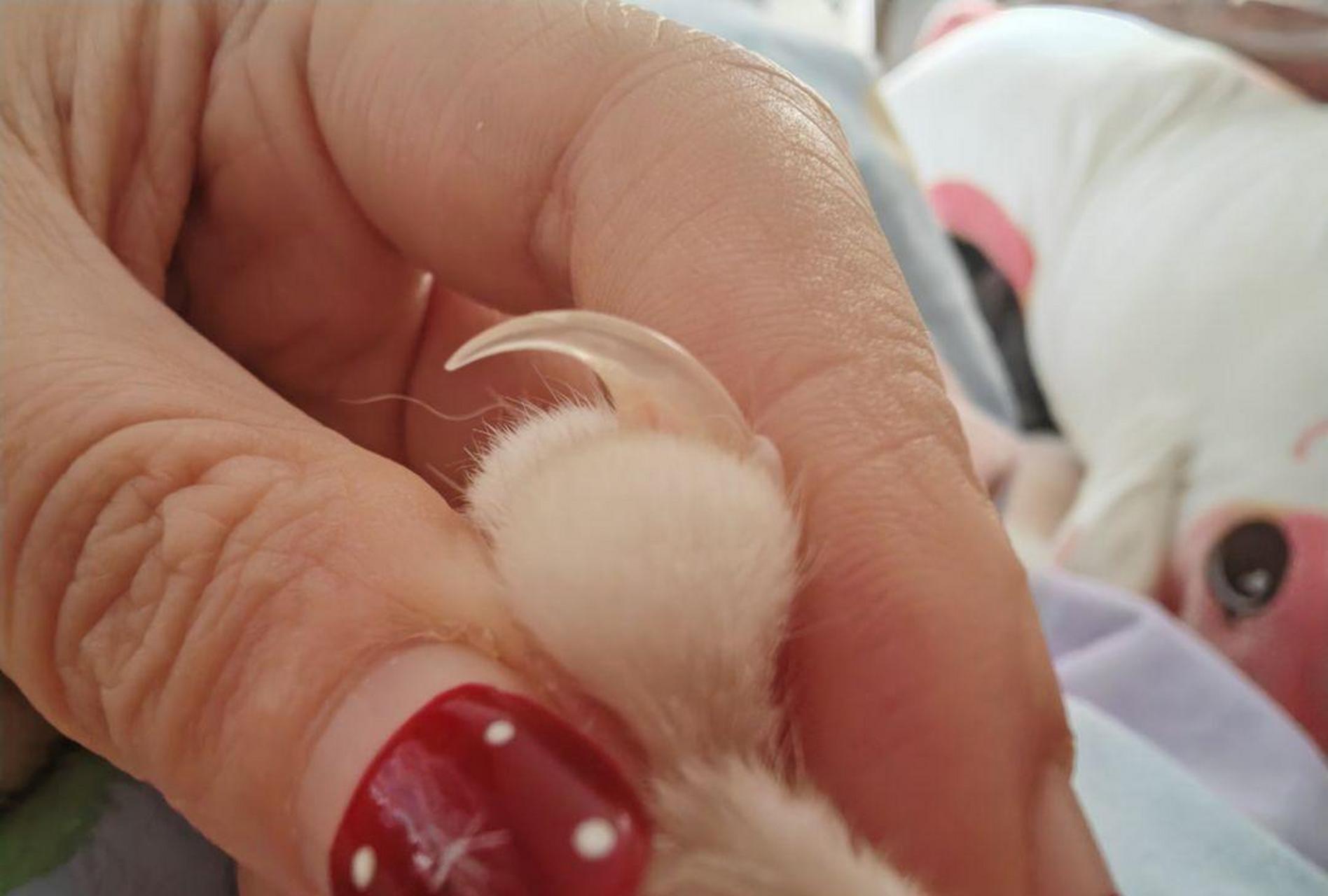 血线指的是粉色那部分吗?还是跟指甲一个颜色 #趣图搞笑