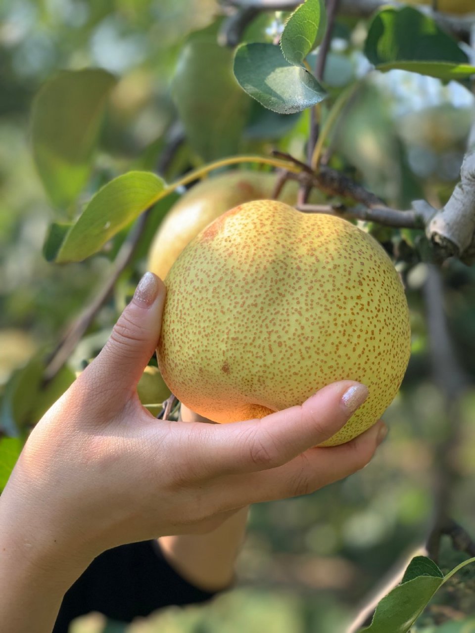 『安徽砀山梨 13°冰糖砀山梨 清甜脆爽 皮薄多汁 肉多核小 蒸煮鲜吃