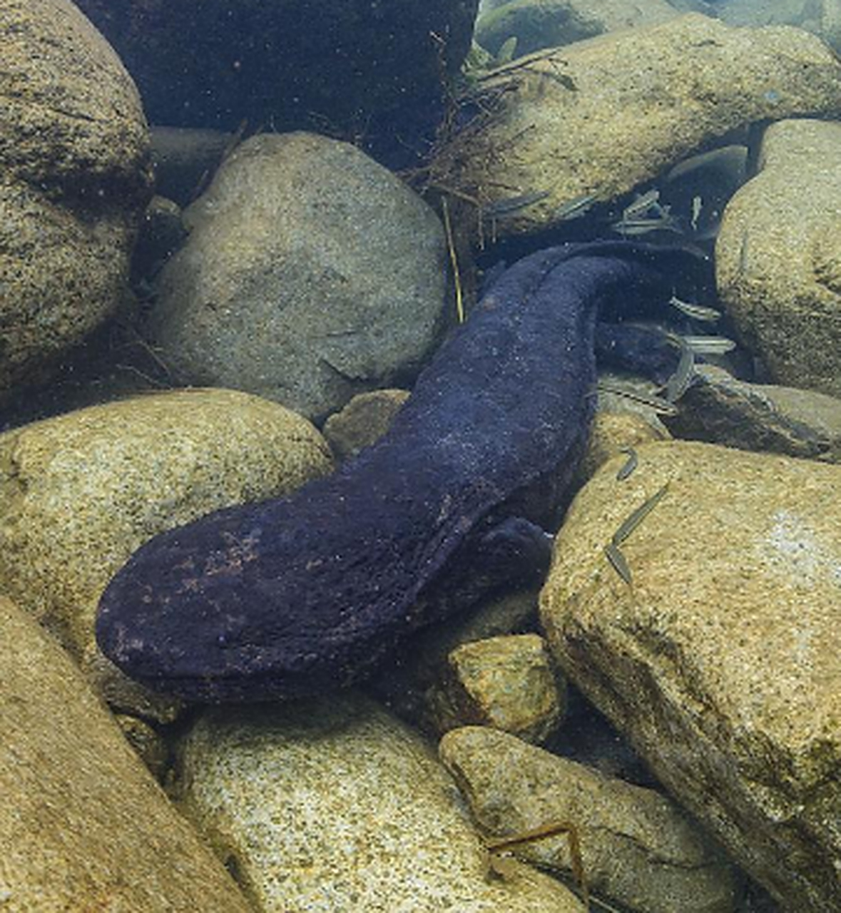 世界最丑的动物 日本娃娃鱼 日本娃娃鱼可以用奇丑无比来形容,而且还