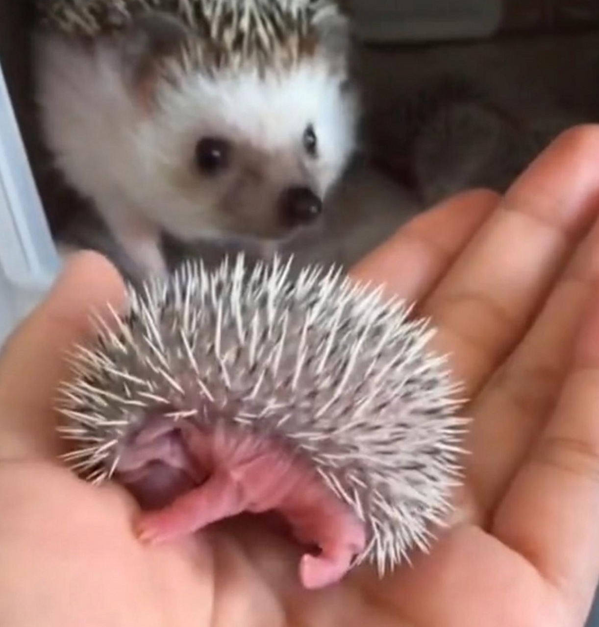 这是刚出生的刺猬宝宝吗?好可爱