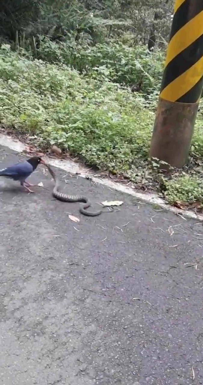 见识一下蛇拳和鹰爪手对决,眼前的这一幕,谁也不服谁!