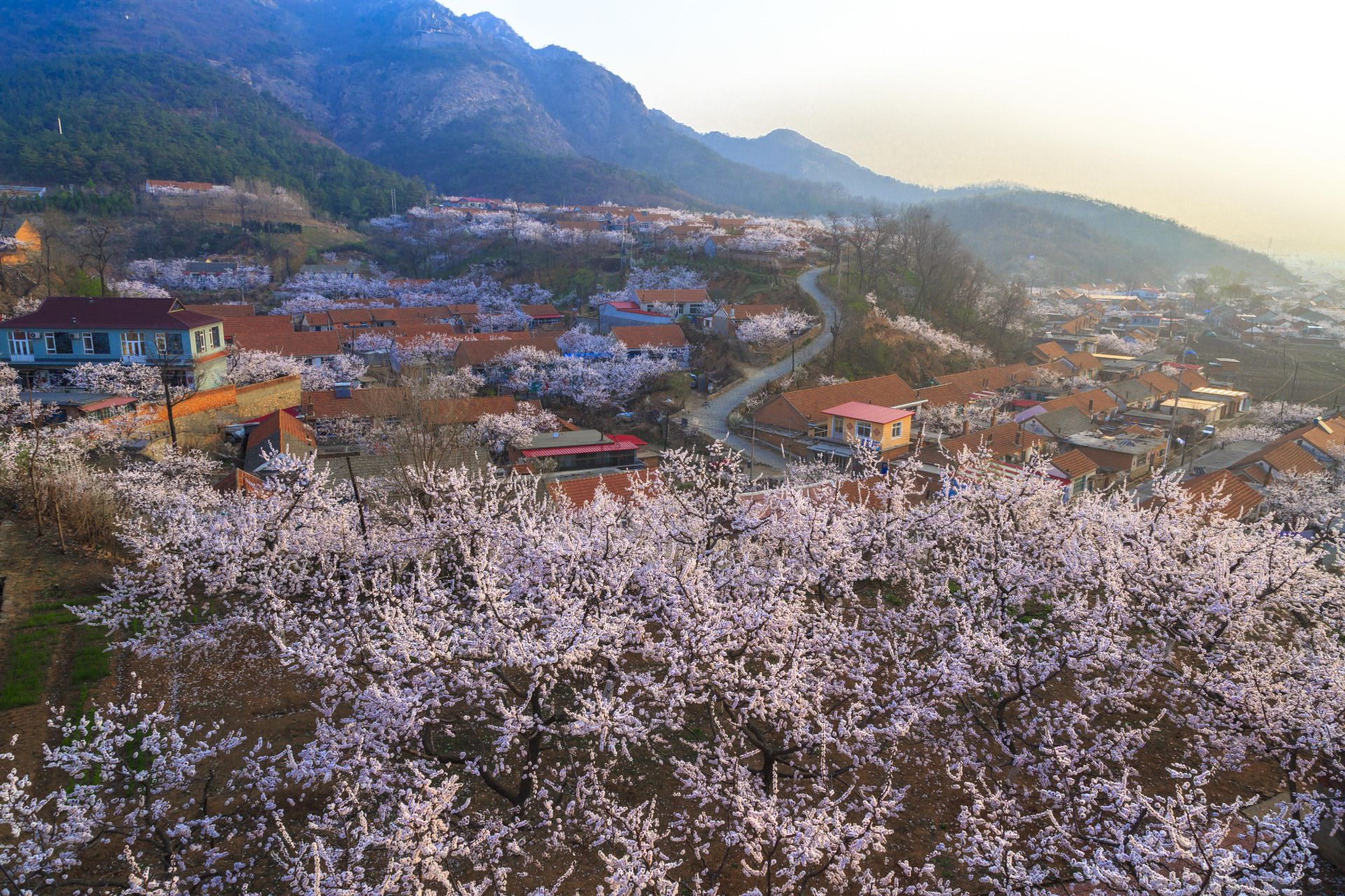 美好辽宁欢迎您##网红打卡地辽宁杠杠滴#大孤山杏花(张伟 摄)