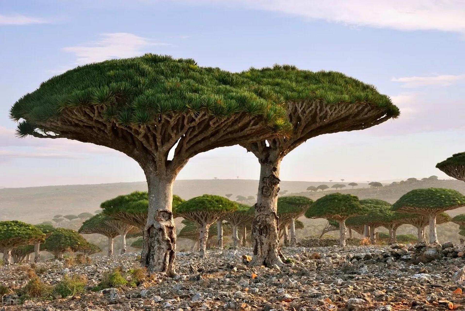 龙血树是一种存在于白垩纪恐龙时代的植物活化石,被誉为植物界的珍宝