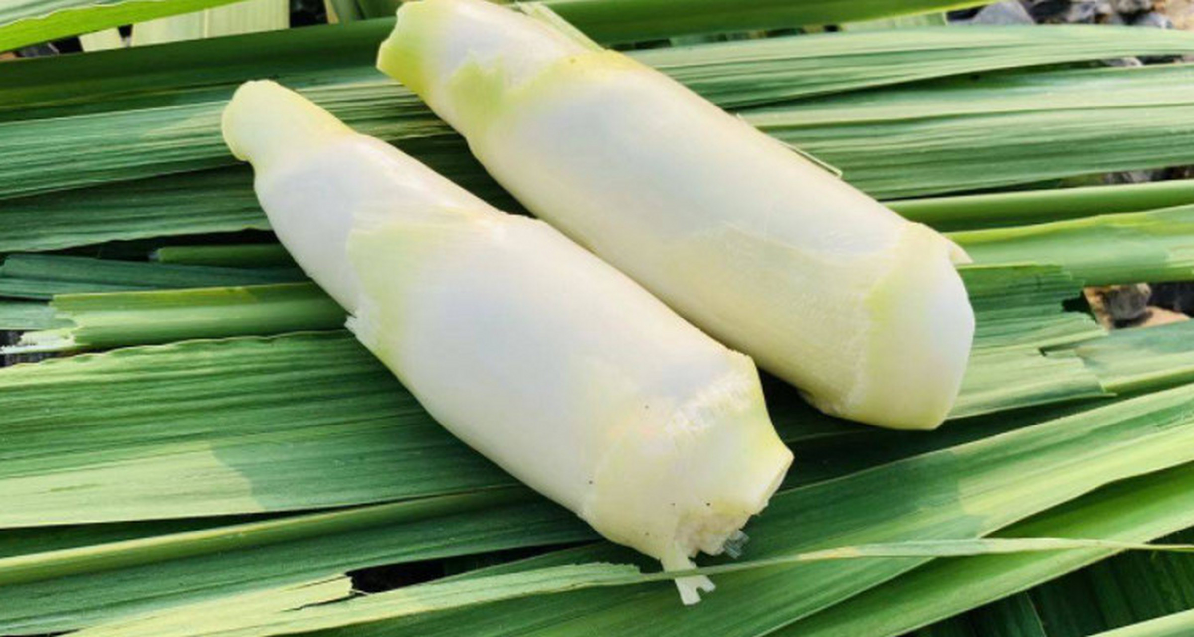 02茭白是一种根茎类蔬菜,也被称为"水笋"或"菰".