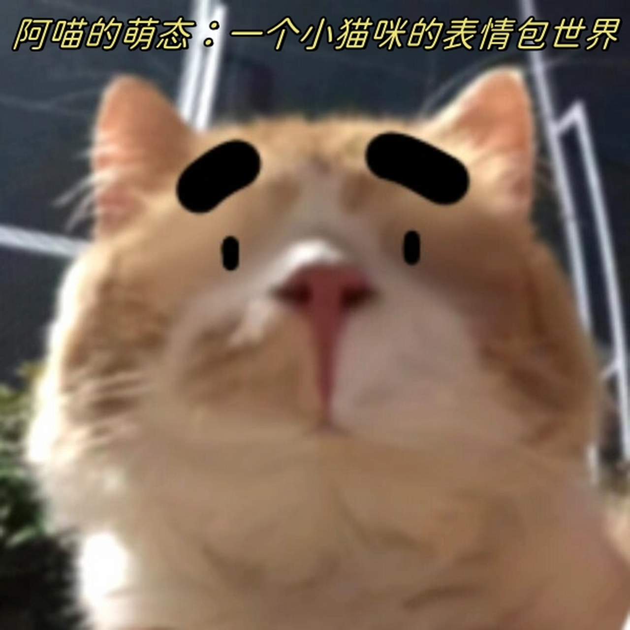 阿喵的萌态:一个小猫咪的表情包世界  哈哈哈哈哈好可爱!