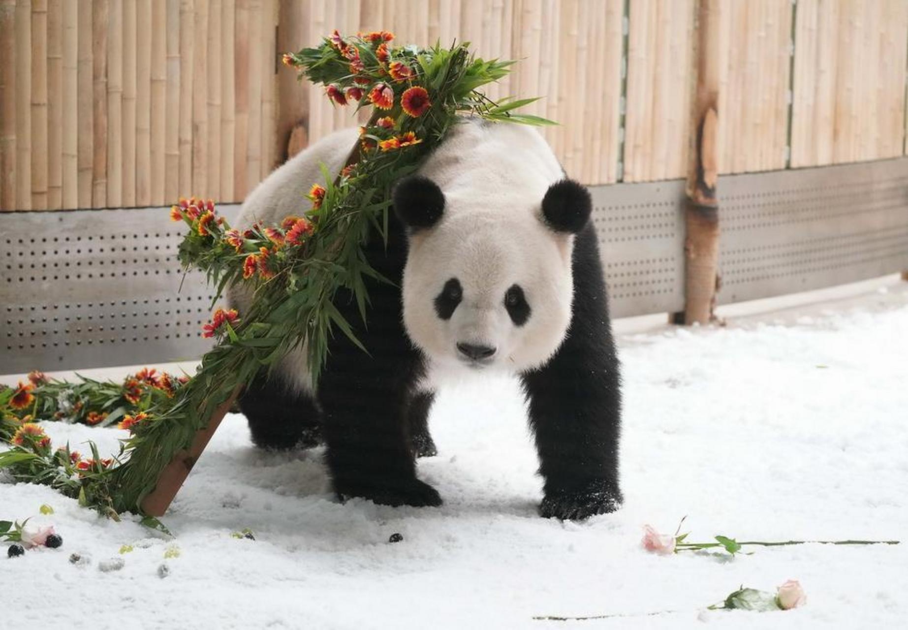 今天(8月12日)是大熊猫思嘉的第17个生日!