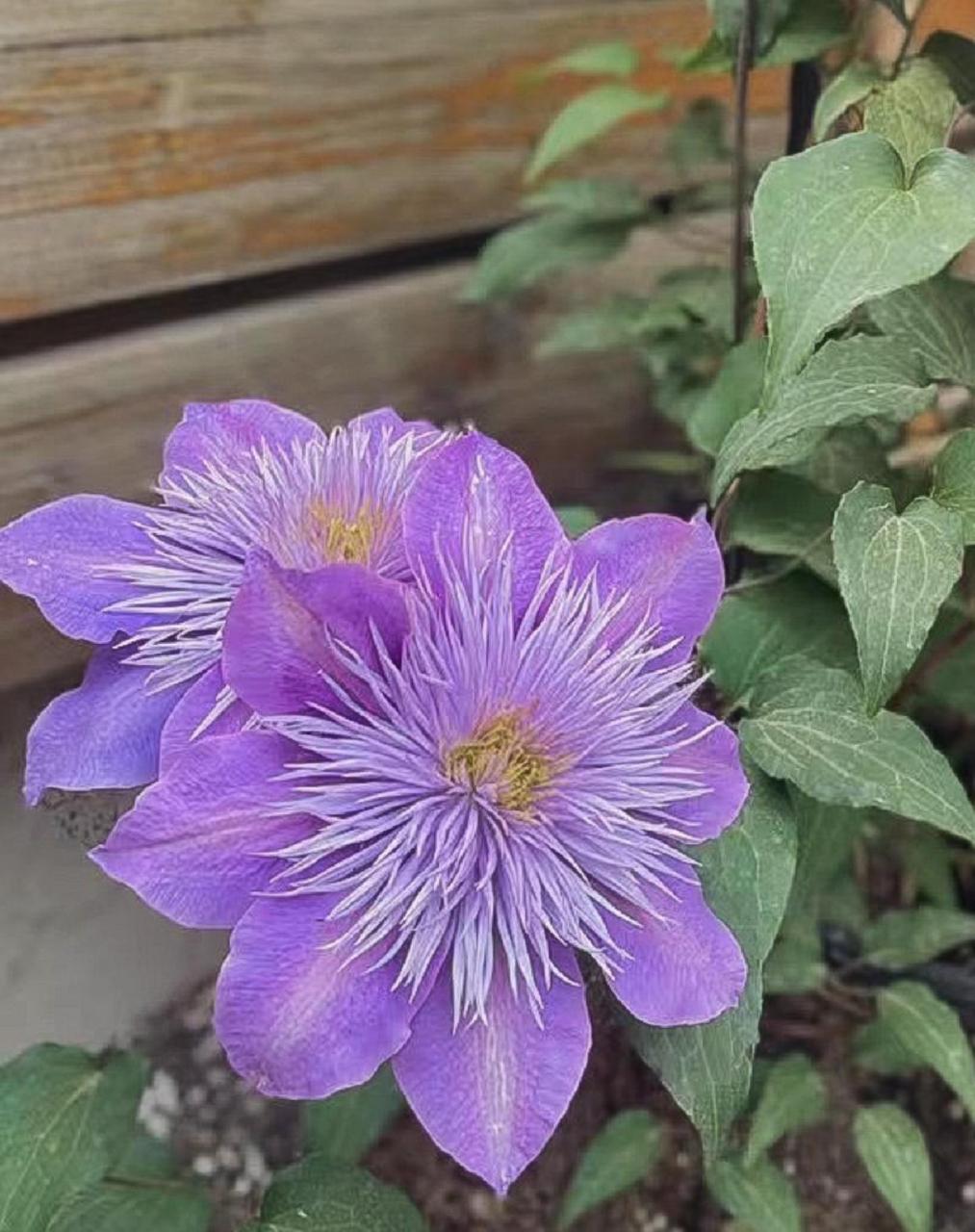 藤本植物皇后铁线莲铁线莲,别名铁线牡丹,番莲,金包银,山木通,番莲