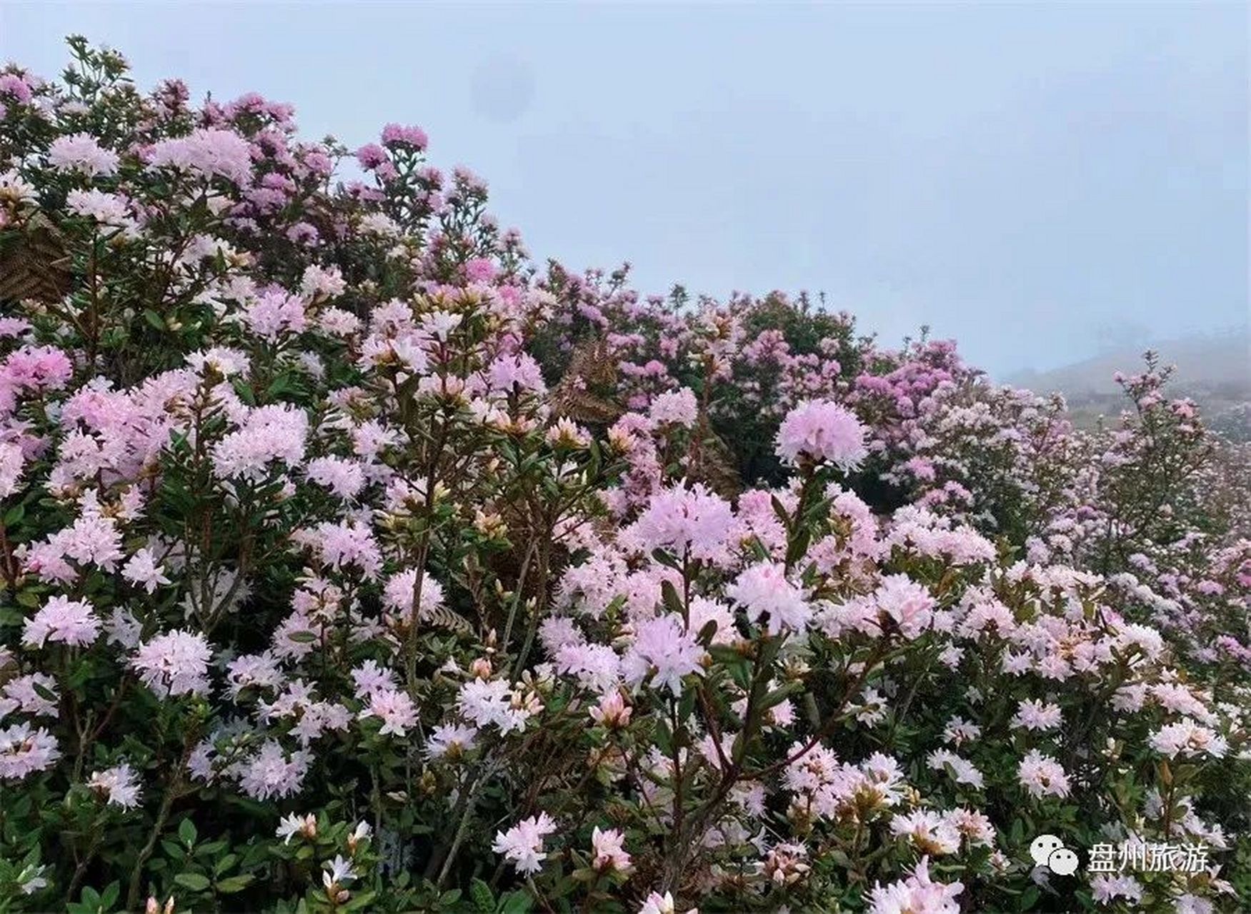 乌蒙大草原杜鹃图片