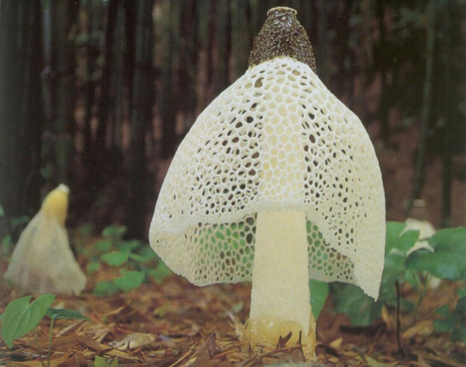 原来这是长裙竹荪,雪裙仙子,菌中皇后!