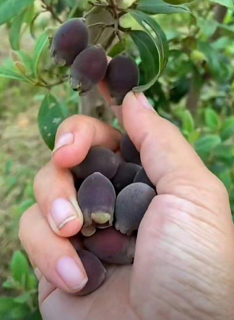 山上的野果子,你们肯定没吃过,估计认识的全网也不超过三个?