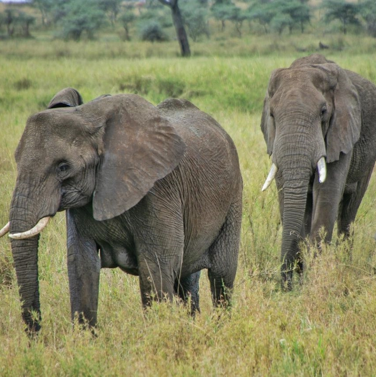 大象大象你的鼻子怎么这样长  原创拍摄于2016 坦桑尼亚塞伦盖蒂