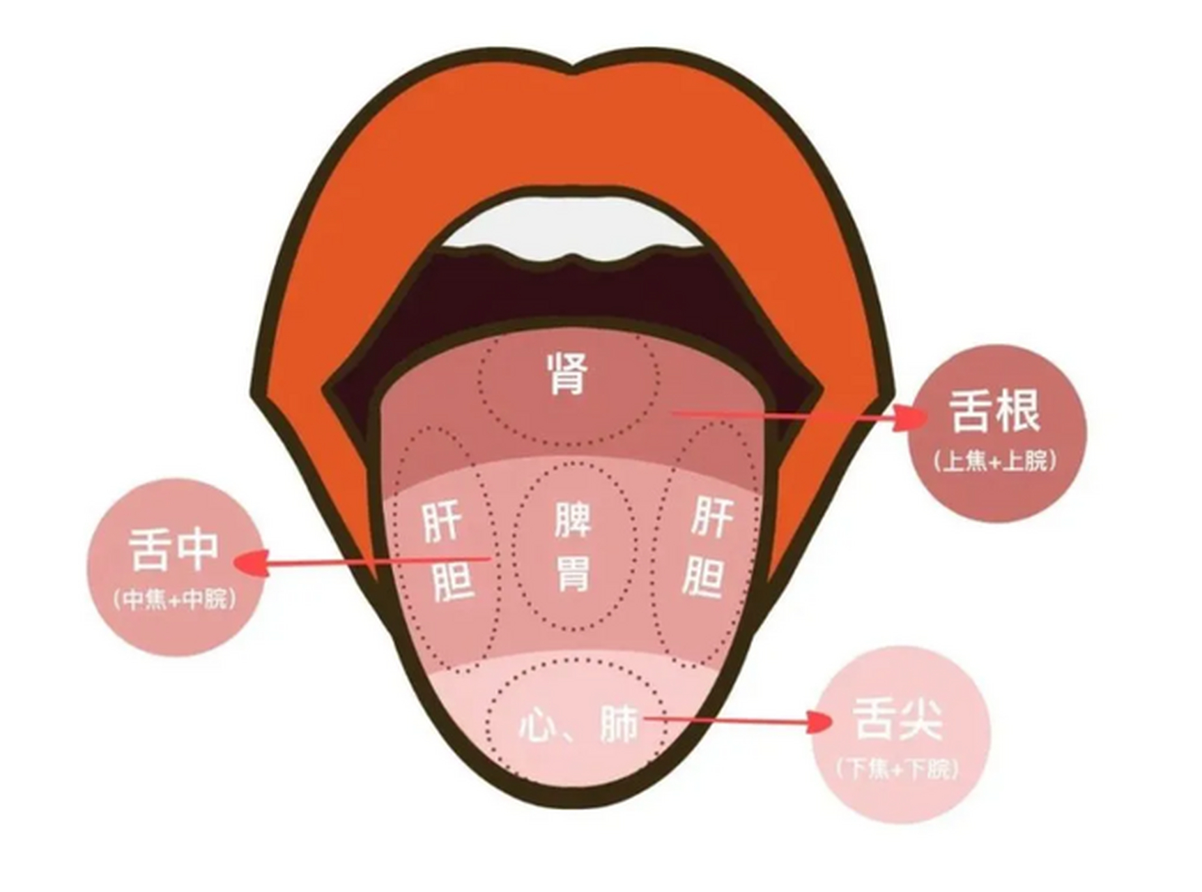 舌边有这种表现,你是肝气郁结了 在中医理论中,我们说望舌呀,尤其是