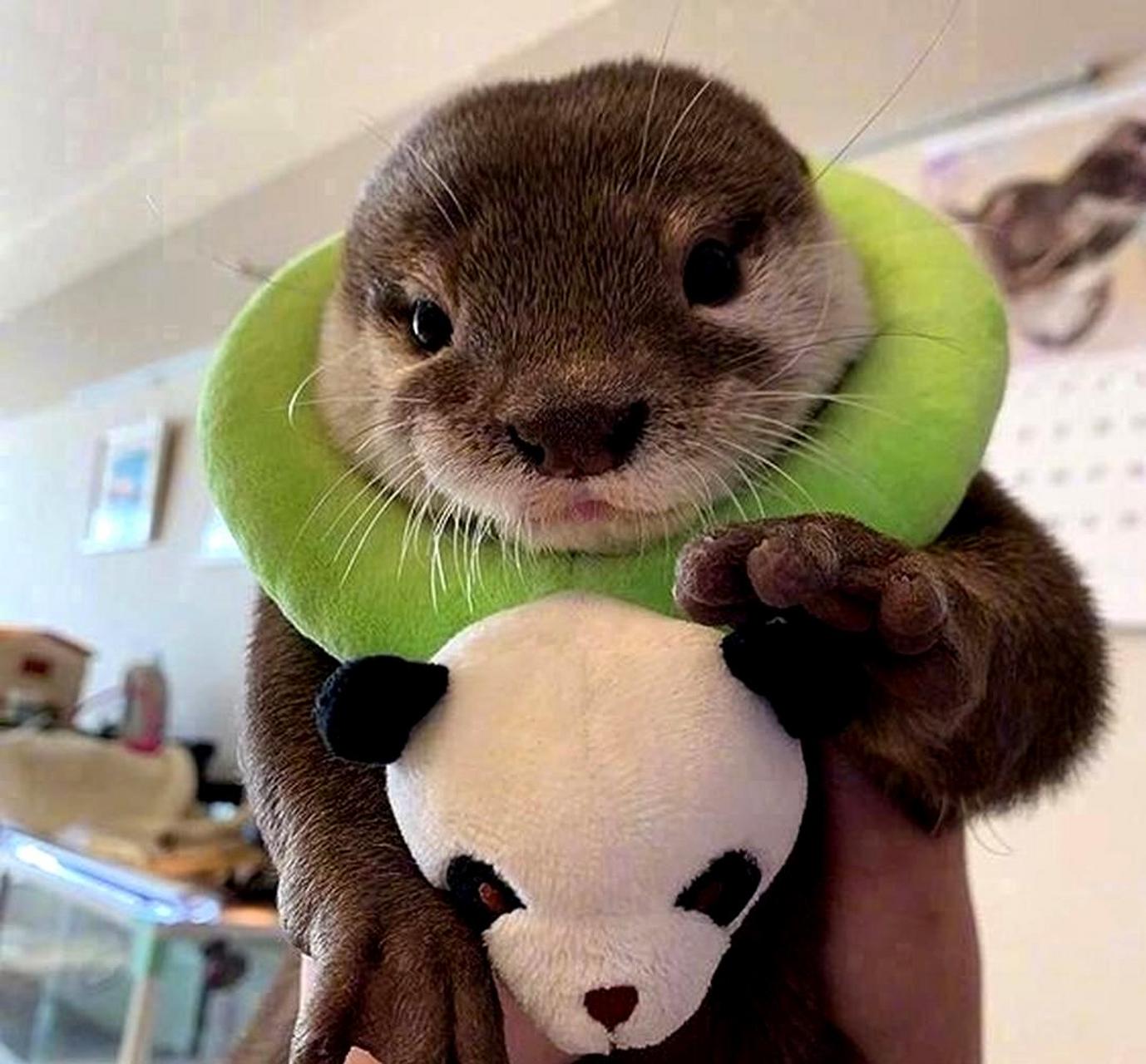 小水獭喜欢戴帽子.