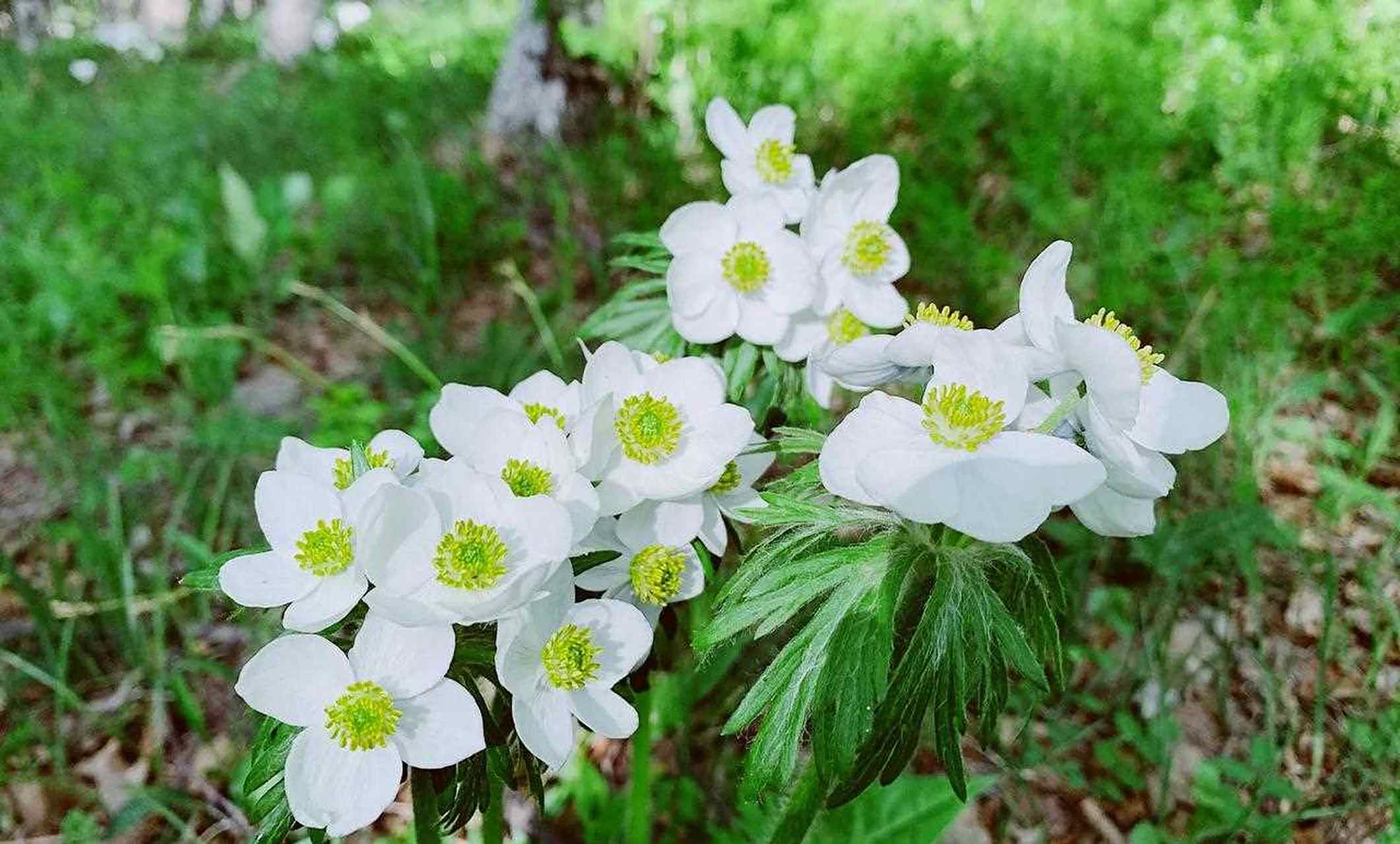 长毛银莲花,生长在海拔1千米到两千多米的山坡草地,真的很美.