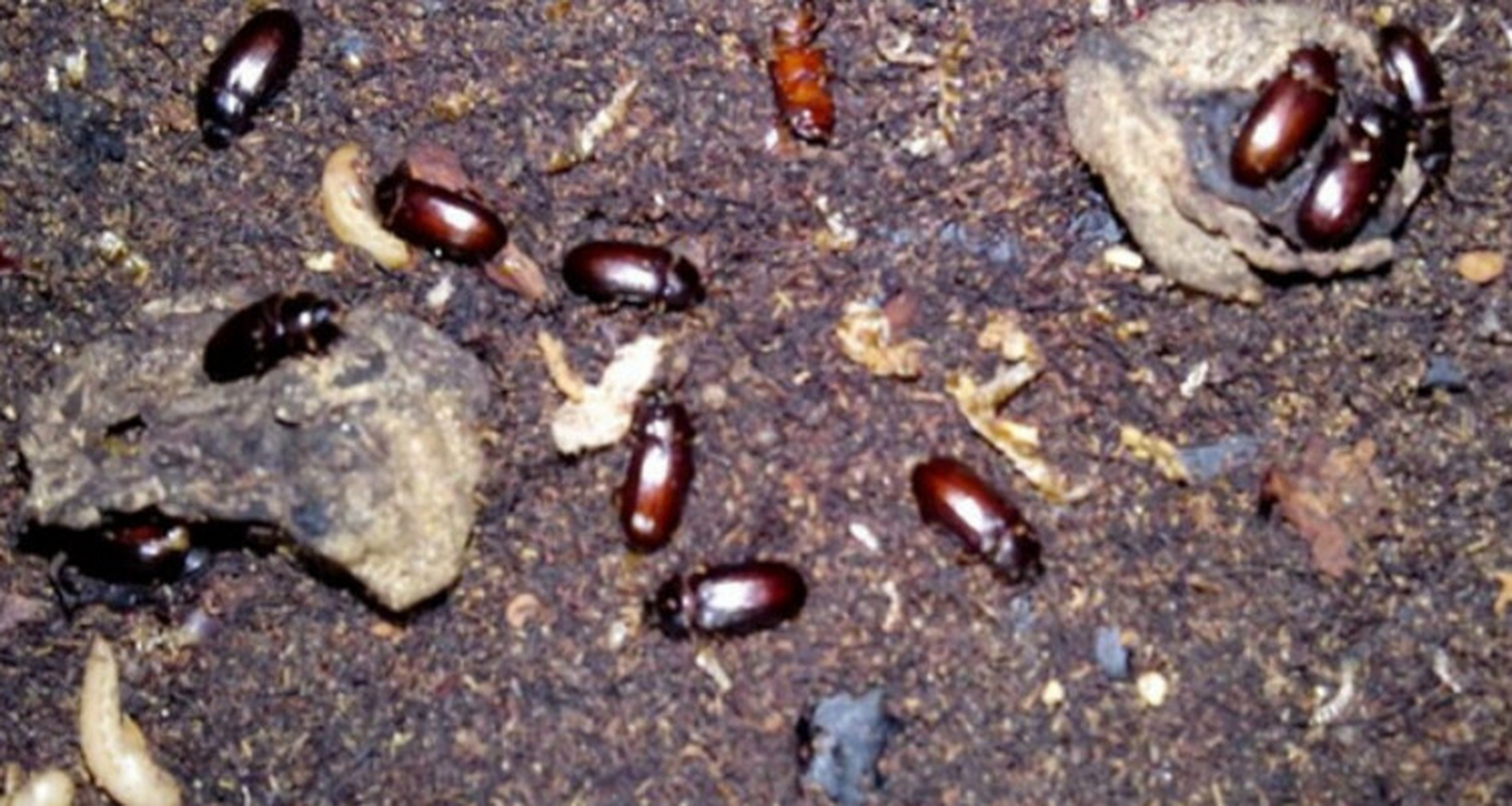 下面是养殖九龙虫的一般步骤:  1.