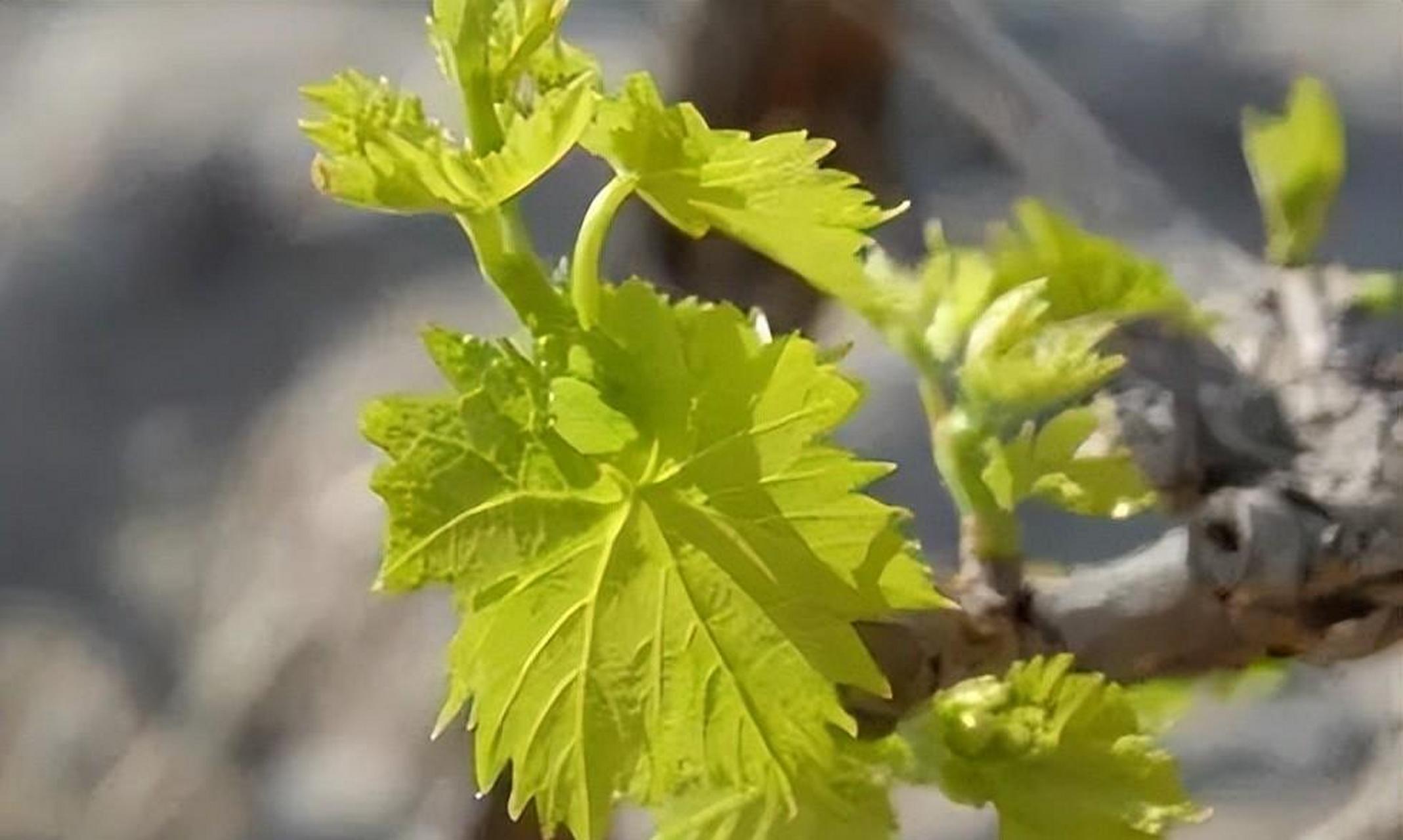 葡萄萌芽期图片