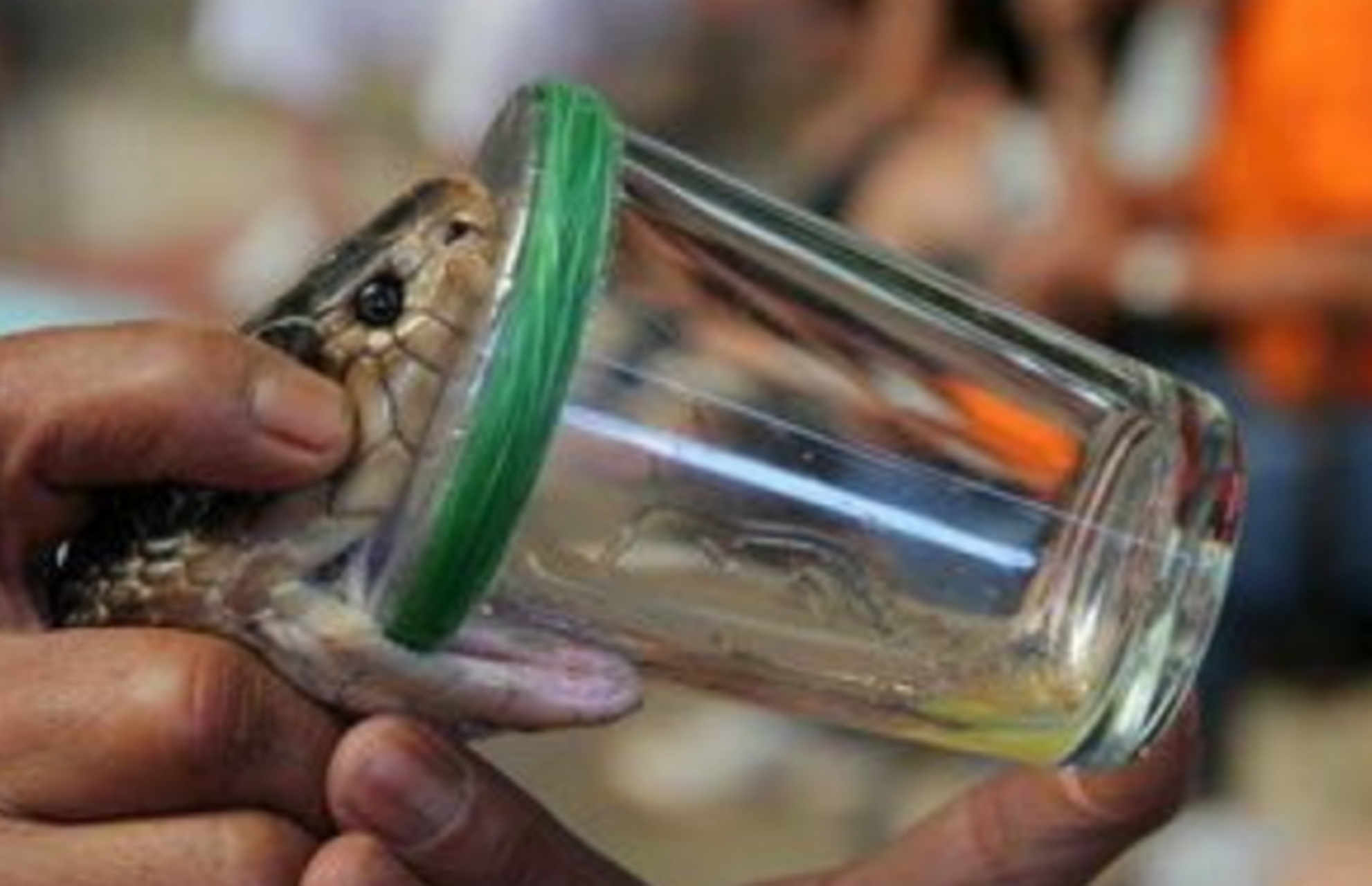 谷雨过后,随着越来越多的蛇冬眠复