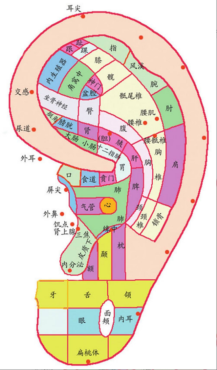 耳朵内侧集中分布着与内脏相关的诸多穴位