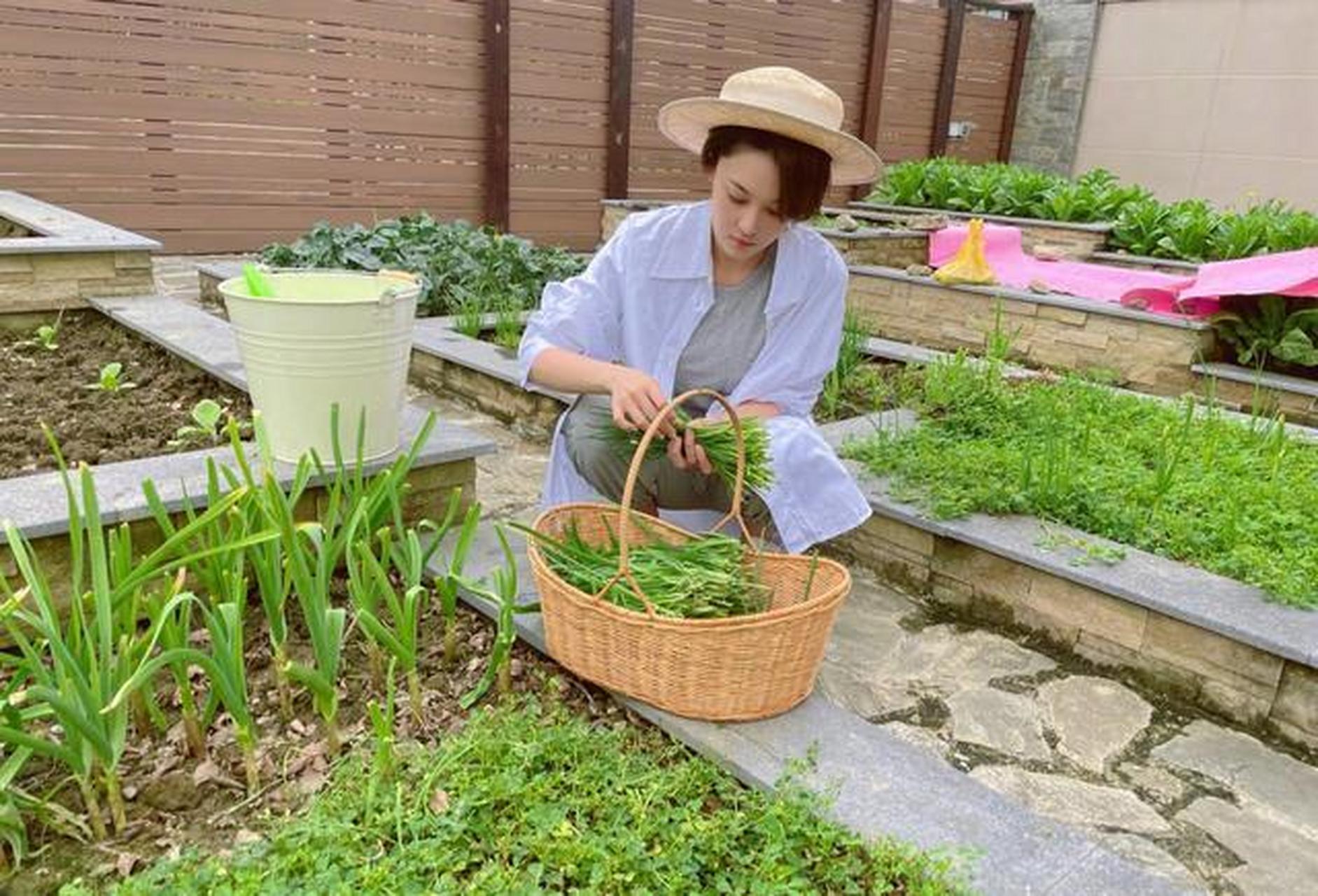 [心]结婚后的张馨予,一改往日形象,在家种植各种瓜果蔬菜.