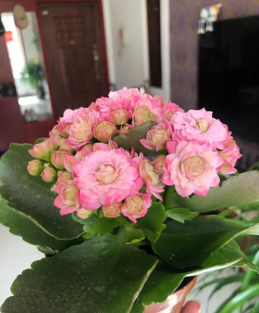 奇趣植物在我家# 长寿花——璎珞,又美又仙的品种,花色富于变化,醋舷