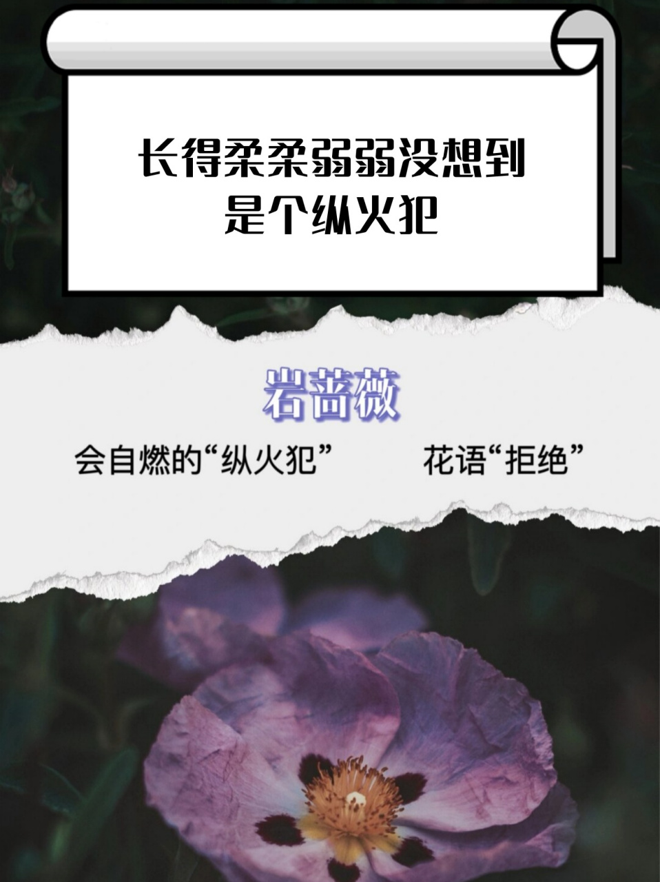 长得柔柔弱弱没想到是个纵火犯  岩蔷薇的花语是"拒绝"和"敏感",这