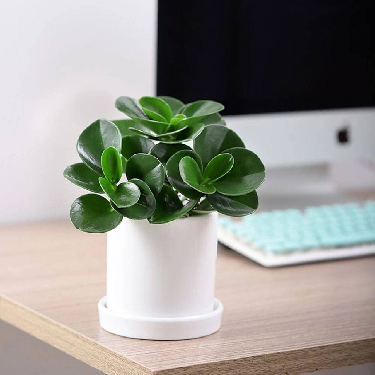 每天认识一种绿植:"电脑宝贝"豆瓣绿 🌵名称:豆瓣绿 🪴别名:一柱